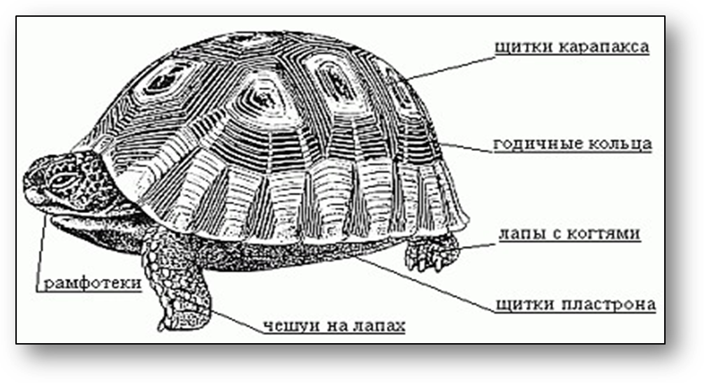 Особенность строения черепах. Строение панциря красноухой черепахи. Черепаха сухопутная строение тела. Строение панциря черепахи сухопутной. Карапакс черепахи строение.